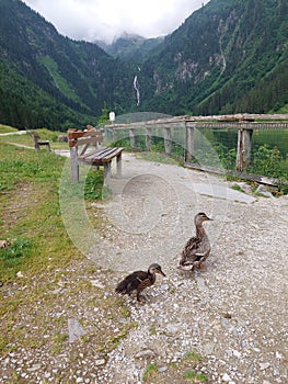 Cute duck with baby duck on lake with fishes in Austria Alps, Dachstein region