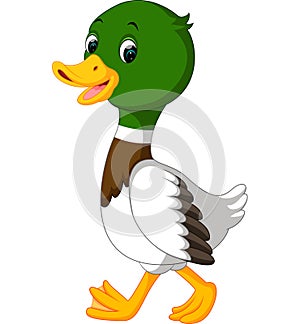 Cute duck cartoon