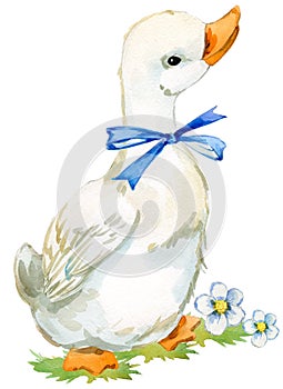 Cute duck. domestic farm bird watercolor illustration.