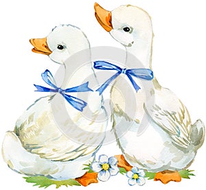 Cute duck. domestic farm bird watercolor illustration.