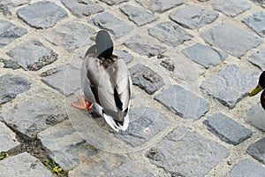 A cute duck in Japanese Garden next to the pool