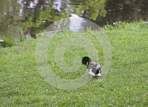 A cute duck walks on the green grass near the river