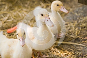 Cute duckies in their nest. Yellow ducklings on hay.Duck is numerous species in the waterfowl family.Tiny Baby Ducklings hatchling