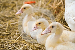 Cute duckies in their nest. Yellow ducklings on hay.Duck is numerous species in the waterfowl family.Tiny Baby Ducklings hatchling