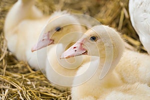 Cute duckies in their nest. Yellow ducklings on hay.Duck is numerous species in the waterfowl family.Tiny Baby Ducklings hatchling