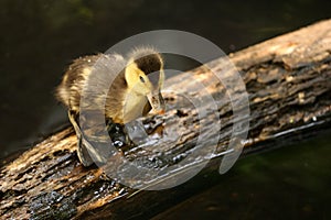 Cute duckling