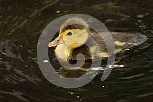 Cute duckling