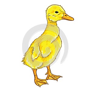 Duckling Cartoon Vector photo