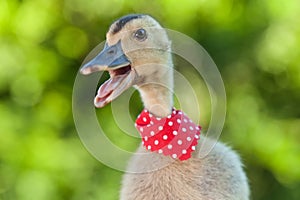 Cute duckling with scarf on green foliage background