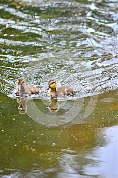 Cute Duckling Sibling Companion