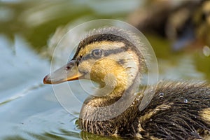 Cute duckling swimming on a lake