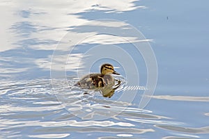 Cute duckling swimming in the lake with reflections of the sky