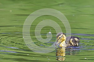 Cute duckling swimming in pond with green water in spring