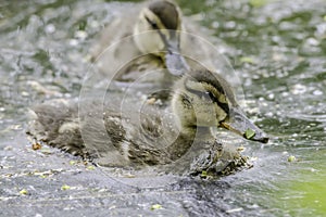 Cute ducklings in british lake.