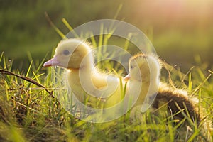 Cute Ducklings in the middle of a field with a grass backgroundanimal