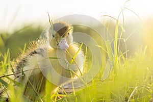 Cute Ducklings in the middle of a field with a grass backgroundanimal