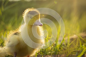 Cute Ducklings in the middle of a field with a grass backgroundanimal photo
