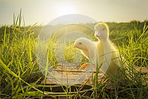 Cute Ducklings in the middle of a field with a grass backgroundanimal