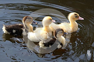 Cute Ducklings Swimming