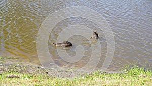 Cute ducks (Anatidae) swimming in a small lake during the daytime