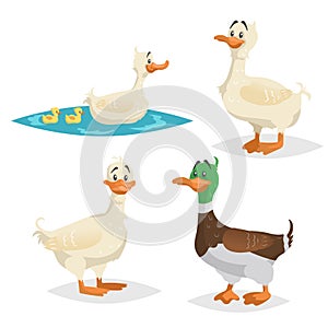 Cute ducks set. Standing, swimming different poses farm and wild birds collection. Adult ducks female and male. Ducklings swim wit