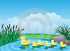 Cute ducks swimming on the pond. photo