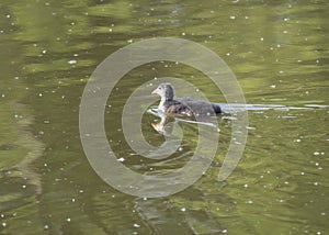 Cute ducling, baby chicken of Eurasian coot Fulica atra, also known as the common coot Swimming on green pond water