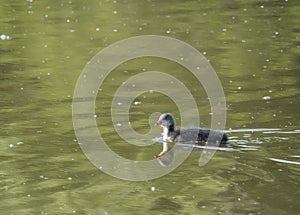 Cute ducling, baby chicken of Eurasian coot Fulica atra, also known as the common coot Swimming on green pond water