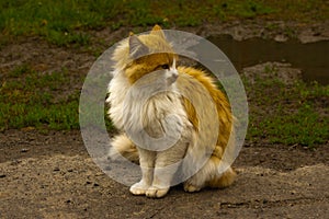 Cute dug yard cat fed on asphalt after rain