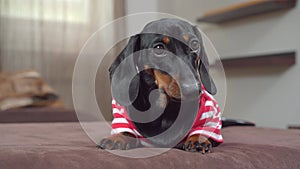 Cute dumbfounded dachshund puppy in striped t-shirt lies on couch and looks around in fright. Dog is sad and scared