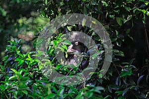 Cute Dusky Langur Monkey inside the Green Trees in the Rain Forest