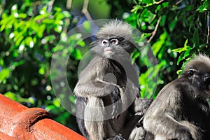 Cute Dusky Langur Monkey inside the Green Trees in the Rain Forest