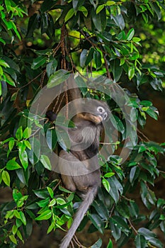 Cute Dusky Langur Monkey inside the Green Trees in the Rain Forest