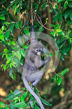 Cute Dusky Langur Monkey inside the Green Trees in the Rain Forest