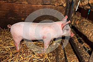 Cute dutch piglet