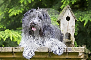 Cute Dutch Sheepdog