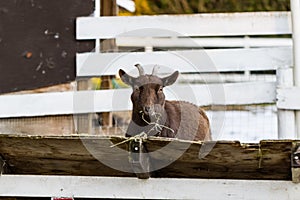 Cute dwarf goat eating hay by the barn. Beautiful farm animals at petting zoo