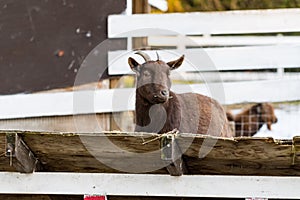 Cute dwarf goat eating hay by the barn. Beautiful farm animals at petting zoo