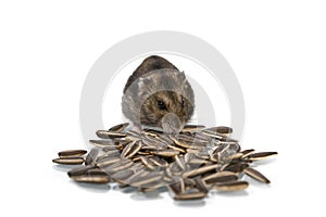 Cute dwarf hamster eating sunflower seed isolated on the white background.