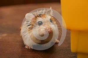 Cute dwarf hamster it is out the cage - Roborovski Hamster