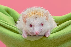 Dwarf hedgehog in green baby cot photo