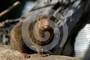 Cute dwarf mongoose in africa