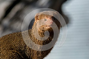 Cute dwarf mongoose in africa