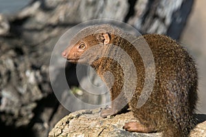 Cute dwarf mongoose in africa