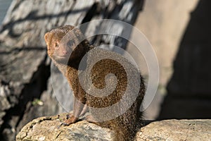 Cute dwarf mongoose in africa