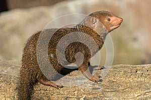 Cute dwarf mongoose in africa