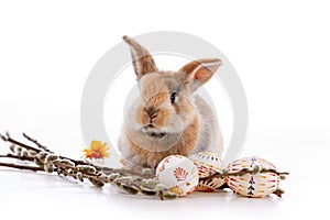 Cute dwarf rabbit with Easter motif on a white background.