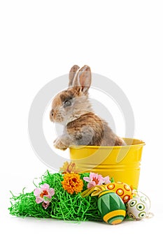 Cute dwarf rabbit with Easter motif on a white background.