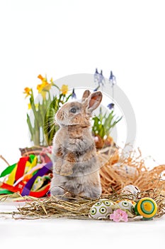 Cute dwarf rabbit with Easter motif on a white background.