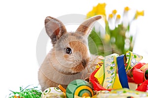 Cute dwarf rabbit with Easter motif on a white background.